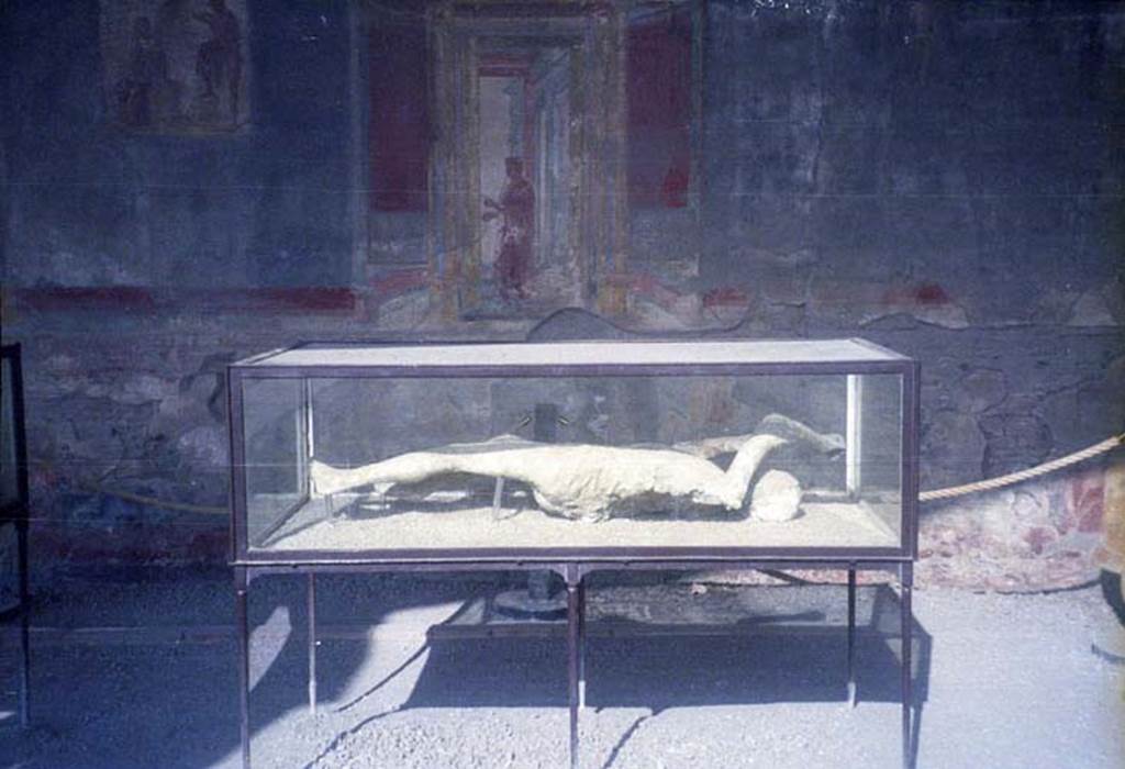 Victim numbered 14 on display in VII.7.29 Pompeii. December 2006. Plaster cast of body.
According to Dwyer, this plaster cast was of victim number 14.
See Dwyer, E., 2010. Pompeii’s Living Statues. Univ. of Michigan Press: (p.103)  
Garcia y Garcia described, as victim number 13, a mature man, already old, but perhaps still vigorous, fallen on his back, wrapped in a wide cape, with hands on his chest and with slightly drawn up legs. 
He had a fine aquiline nose and a smile was on his lips. On the right leg was a circular ring that denoted a slave. 
This plaster cast was obtained outside the Stabian Gate on the 11th October 1889, at approximately 10 metres if you are exiting and turn to the right. 
A plaster cast was also made of a woman who was found next to this man.
See Garcia y Garcia, L., 2006. Danni di guerra a Pompei. Rome: L’Erma di Bretschneider. (p. 193-4, Figg. 451-3).
