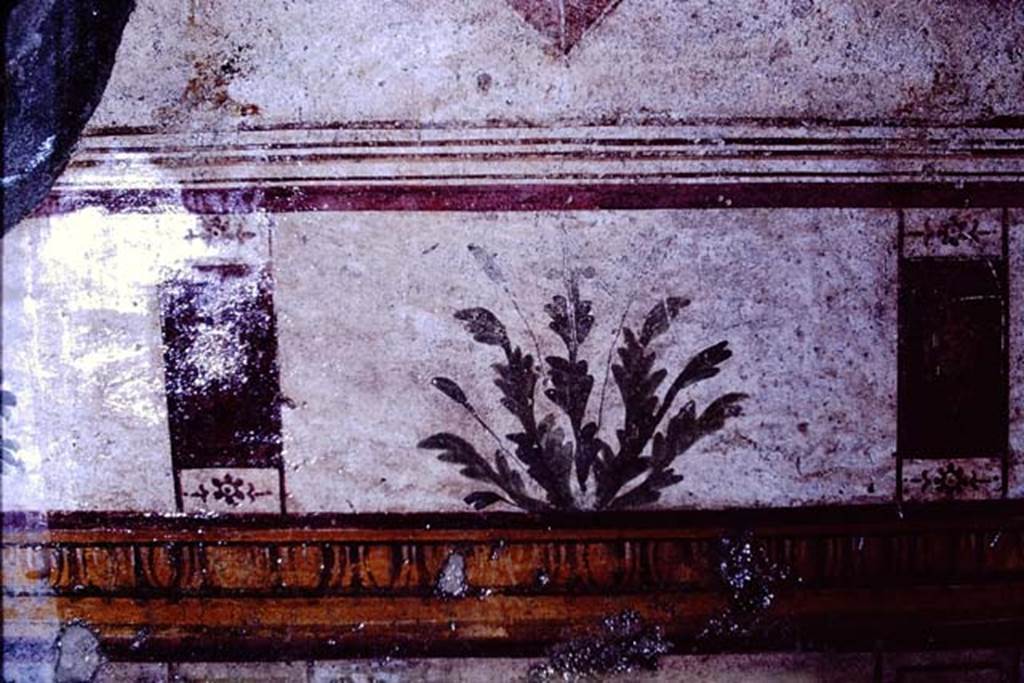 I.10.8 Pompeii. 1966. Room 8, detail of painted plant from centre of east wall. Photo by Stanley A. Jashemski.
Source: The Wilhelmina and Stanley A. Jashemski archive in the University of Maryland Library, Special Collections (See collection page) and made available under the Creative Commons Attribution-Non Commercial License v.4. See Licence and use details.
J66f0522
