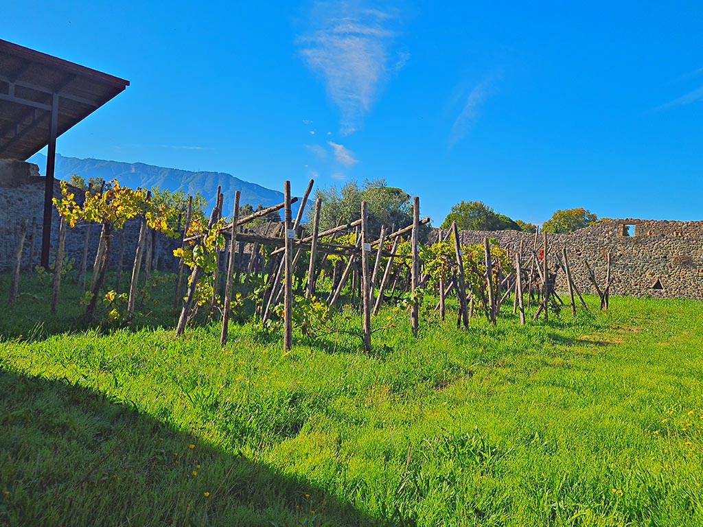 I.20.5 Pompeii. October 2024. Replanted vineyard in garden area. Photo courtesy of Giuseppe Ciaramella.