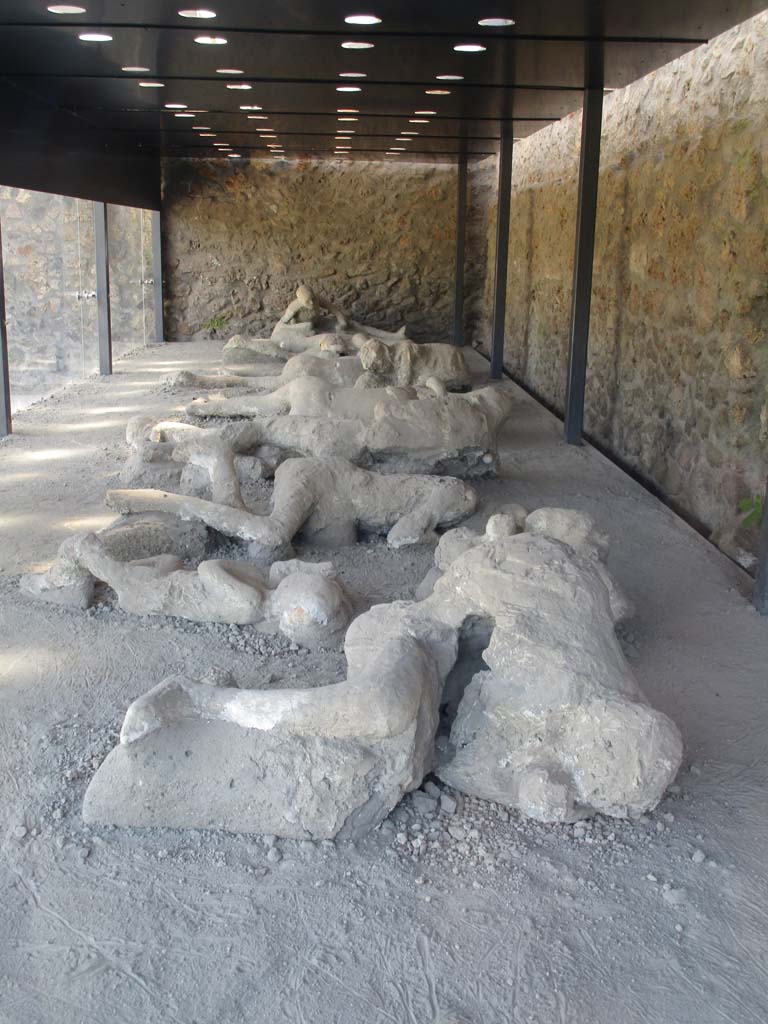 I.21.6 Pompeii. April 2019. Looking along plaster-casts of bodies. Photo courtesy of Rick Bauer.