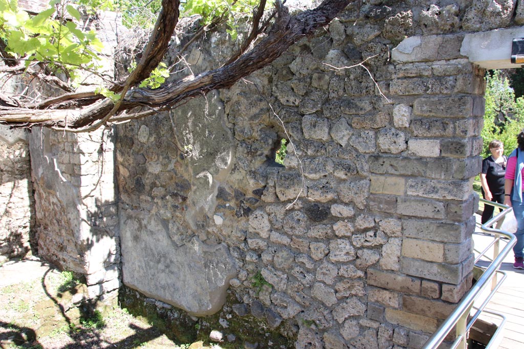 II.4.6 Pompeii. May 2024. 
South wall in south-east corner of garden. In this area, the doorway into the Sacrarium was found. Photo courtesy of Klaus Heese.
According to Parslow –
“They then reversed direction, turning towards the south end of the viridarium where they came across a small barrel-vaulted sacrarium painted with Egyptian and Roman deities (no. 55 on plan) (see note 8 & note 9). Because of the curious nature of these paintings, Paderni ordered the sacrarium removed whole, and this was accomplished by chiselling it from its foundations and from the enclosure walls of the viridarium. On the floor inside the sacrarium stood one of the great treasures of this site: a bronze tripod……..”
(Note 9 - The sacrarium was re-erected in the museum at Portici and eventually transferred to the Naples Archaeological Museum; it disappeared sometime after 1885, except for the lower portion showing the sacred snakes (MN 9693).
See Parslow, C.C. (1998). Rediscovering Antiquity: Karl Weber and the Excavation of Herculaneum, Pompeii and Stabiae. UK, Cambridge UP (p.110, & p.345, notes 8 & 9)

