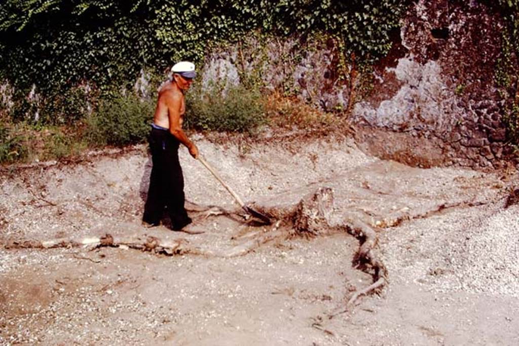 II.8.6 Pompeii, 1973. Clearing around the tree root near south end of site. Photo by Stanley A. Jashemski. 
Source: The Wilhelmina and Stanley A. Jashemski archive in the University of Maryland Library, Special Collections (See collection page) and made available under the Creative Commons Attribution-Non Commercial License v.4. See Licence and use details. J73f0206
