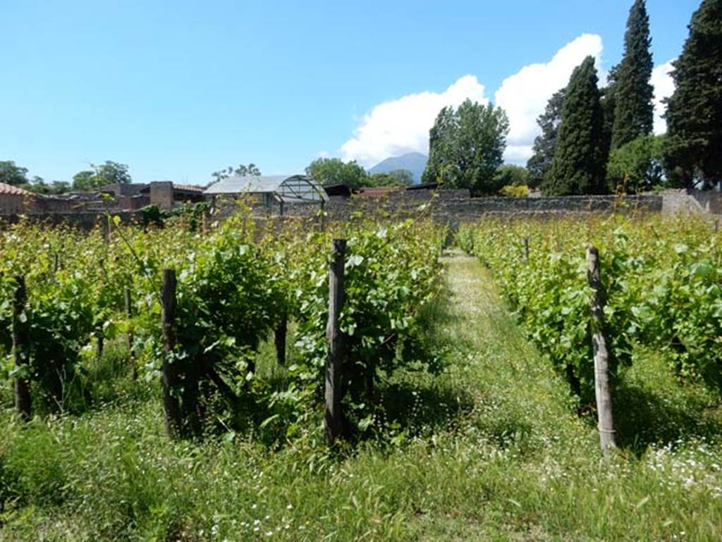 II.9.6/7 Pompeii, May 2018. Looking north from doorway through vineyard/garden area. Photo courtesy of Buzz Ferebee.