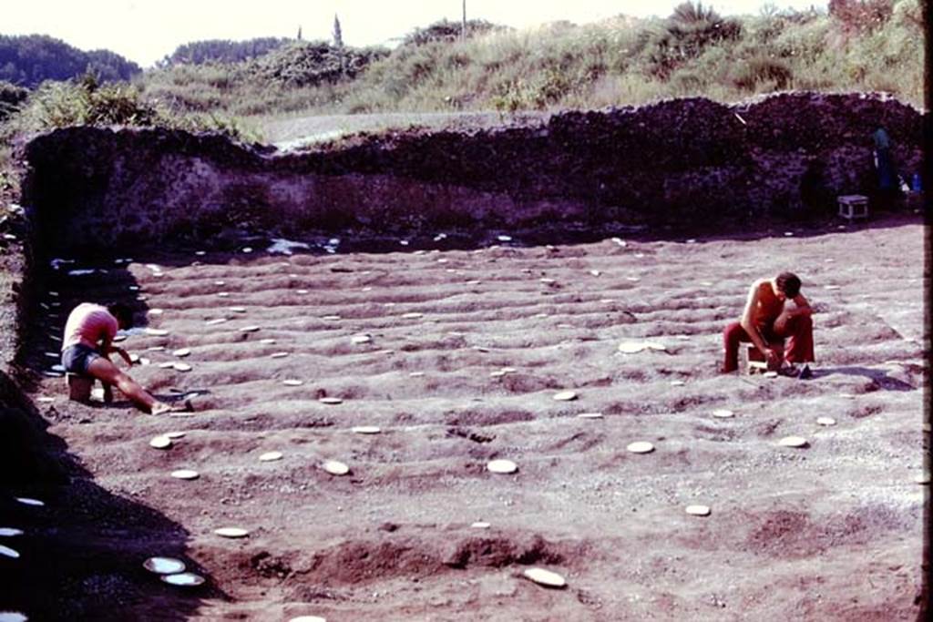 III.7 Pompeii. 1976. Looking south across furrows in south-east corner. Photo by Stanley A. Jashemski.   
Source: The Wilhelmina and Stanley A. Jashemski archive in the University of Maryland Library, Special Collections (See collection page) and made available under the Creative Commons Attribution-Non Commercial License v.4. See Licence and use details. J76f0490
