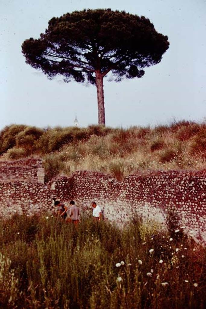 III.7 Pompeii. 1976. Area near south-east corner. Photo by Stanley A. Jashemski.   
Source: The Wilhelmina and Stanley A. Jashemski archive in the University of Maryland Library, Special Collections (See collection page) and made available under the Creative Commons Attribution-Non Commercial License v.4. See Licence and use details. J76f0532
