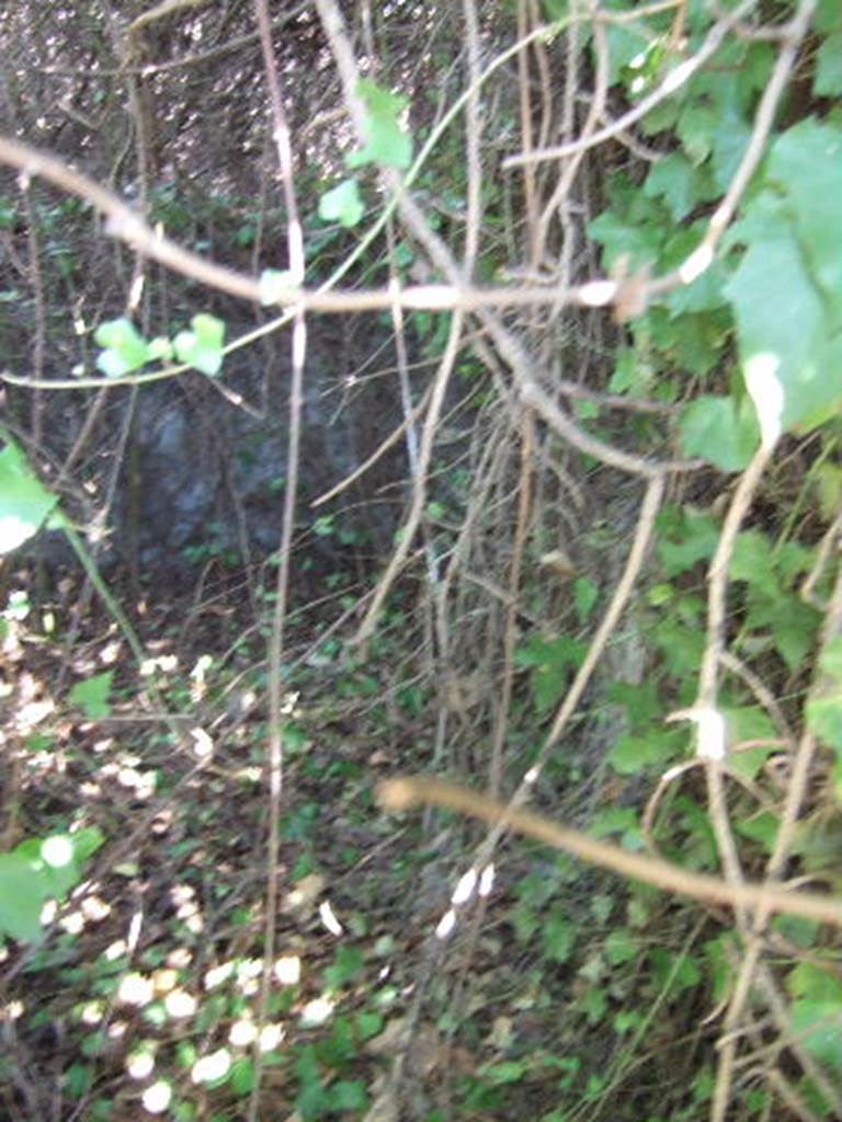 VI.11.2 Pompeii. September 2005. Overgrown entrance doorway.
