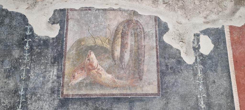 VI.15.1 Pompeii. October 2023. Painted panel with fish from south wall of peristyle. Photo courtesy of Klaus Heese.