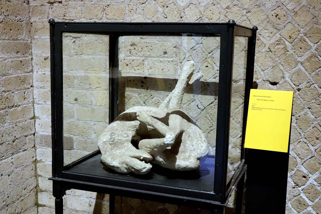 VIII.1.4 Pompeii Antiquarium. February 2021. 
Cast of a chained dog (from the House of Vesonius Primus (VI.14.20) –
who was caught by death while struggling with all his contracted sinews against the restricting chain. 
Photo courtesy of Fabien Bièvre-Perrin (CC BY-NC-SA).
