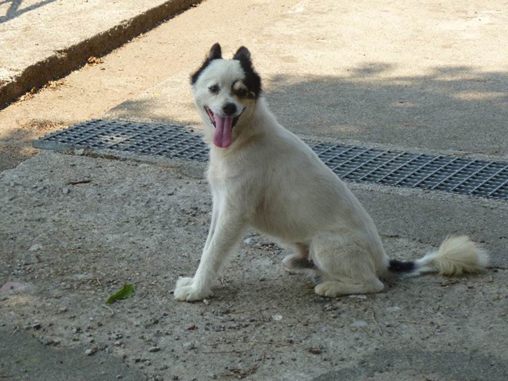 Castellammare di Stabia, Villa San Marco, July 2010. Happy dog. Photo courtesy of Michael Binns.