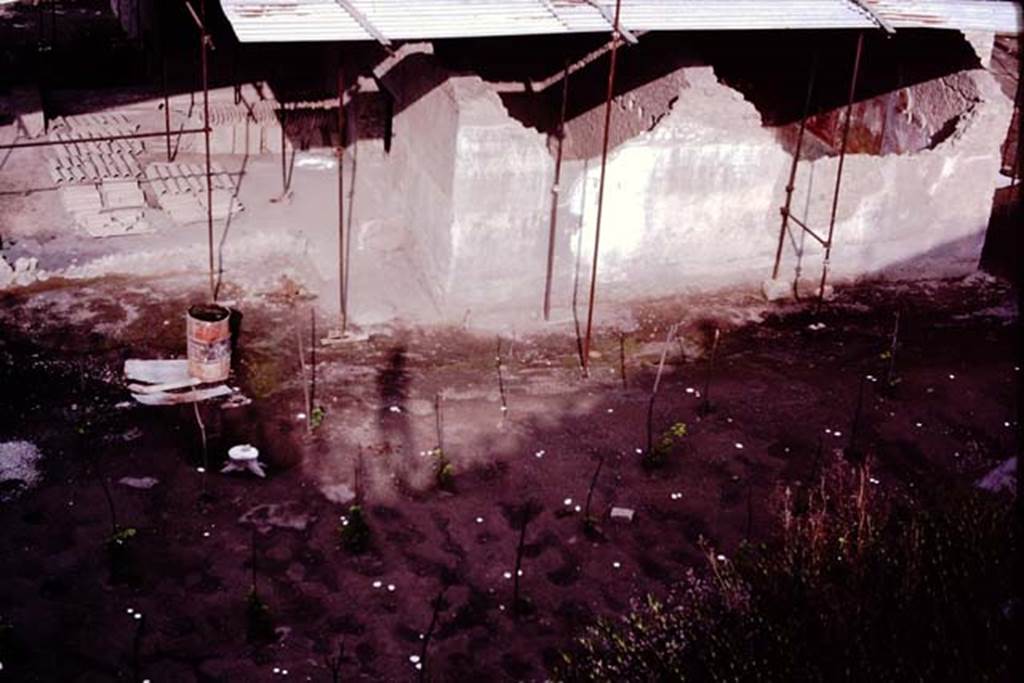 Villa Regina, Boscoreale. 1983. Looking towards north side of villa. In the soil, the newly planted vines can be seen, as well as the white plaster casts from cavities of original roots and stakes.
Source: The Wilhelmina and Stanley A. Jashemski archive in the University of Maryland Library, Special Collections (See collection page) and made available under the Creative Commons Attribution-Non Commercial License v.4. See Licence and use details. J80f0529
