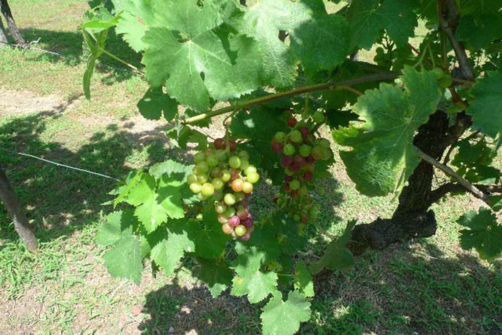 Villa Regina, Boscoreale. July 2010. Replanted vineyard and harvest. Photo courtesy of Michael Binns.