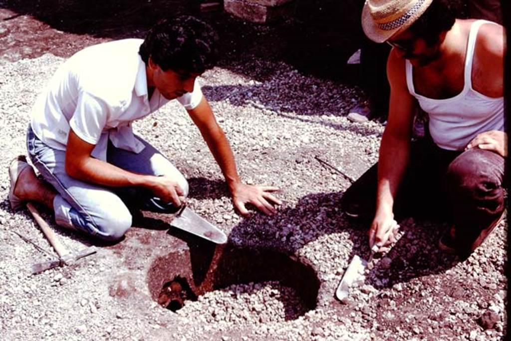 Villa Regina, Boscoreale. 1980. Digging out lapilli. Photo by Stanley A. Jashemski.   
Source: The Wilhelmina and Stanley A. Jashemski archive in the University of Maryland Library, Special Collections (See collection page) and made available under the Creative Commons Attribution-Non Commercial License v.4. See Licence and use details. J80f0175
